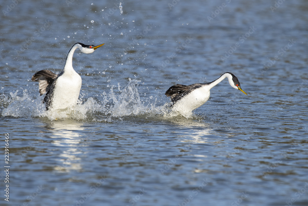 Fototapeta premium Western grebe (Aechmophorus occidentalis) Lake County, California, USA