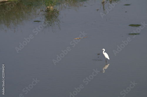 white heron,egret,river,nature,bird,animal,wildlife