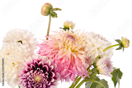 Bouquet of dahlia flowers isolated on a white background