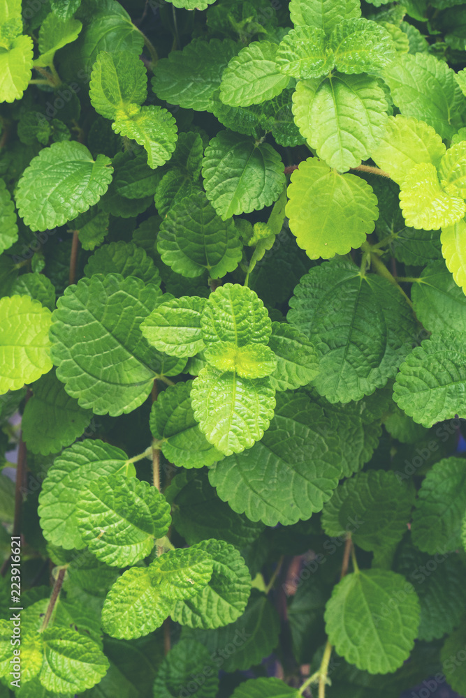 green herbs leaf
