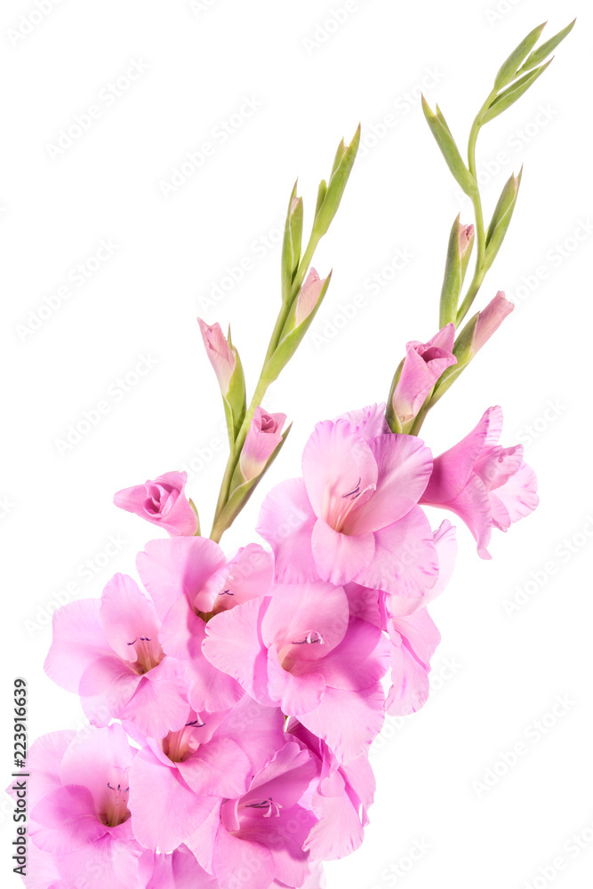 Flowers of sword lily isolated on a white background Flowers of sword lily isolated on a white background