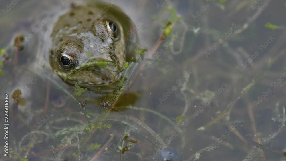 pond frog is sitting in the water, soft focus pond frog is sitting in the water, soft focus
