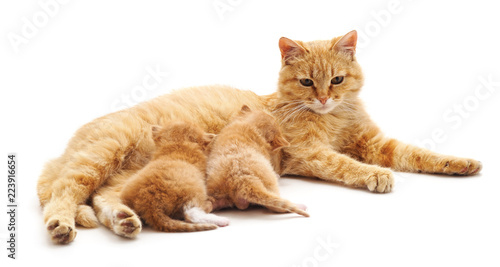 Canvas Print Cat with kittens.