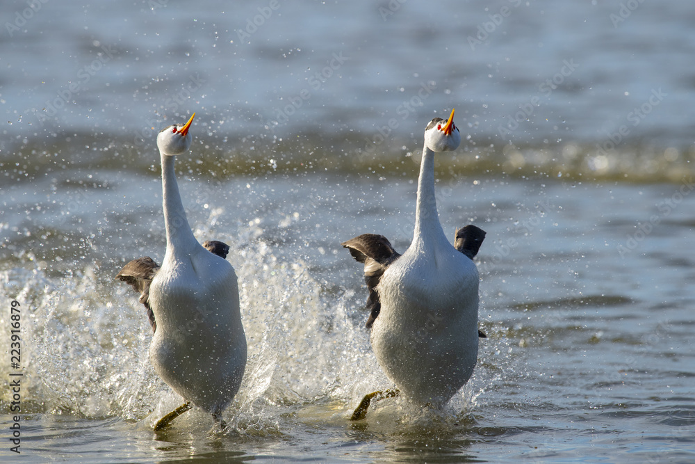 Obraz premium Clark's grebe (Aechmophorus clarkii) Lake County, California, USA