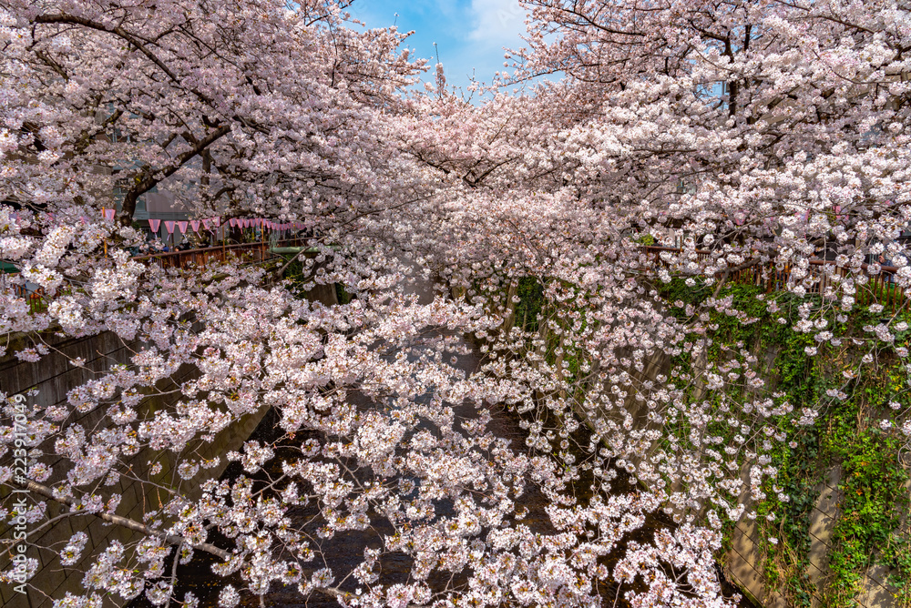 Cherry blossom season in Tokyo at Meguro river, Japan Cherry blossom season in Tokyo at Meguro river, Japan
