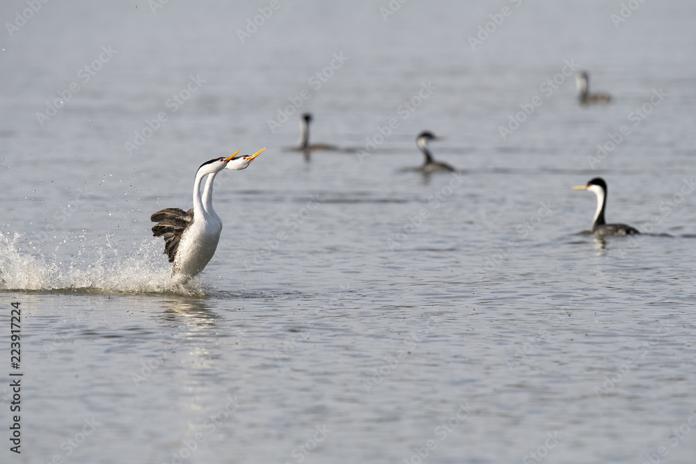 Clark's grebe (Aechmophorus clarkii) Lake County, California, USA Clark's grebe (Aechmophorus clarkii) Lake County, California, USA