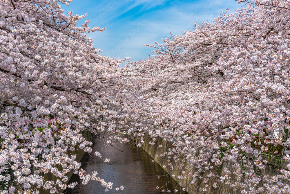 Cherry blossom season in Tokyo at Meguro river, Japan Cherry blossom season in Tokyo at Meguro river, Japan