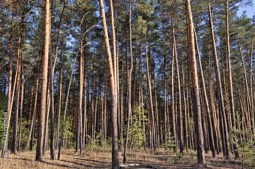 Fototapeta Naklejka Na Ścianę i Meble -   In the foreground there are trunks of tall pines