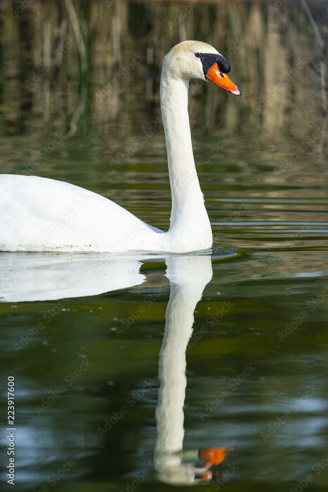 Obraz premium mute swan (Cygnus olor) nesting in a northern California lake