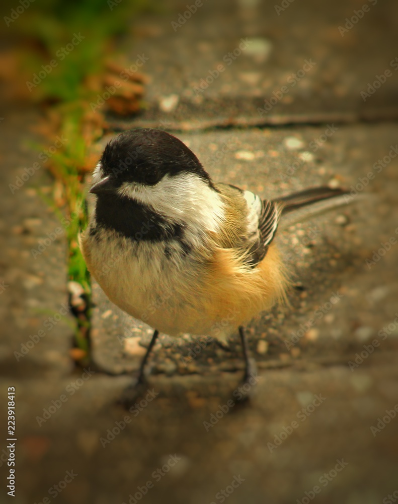 Obraz premium great tit on feeder
