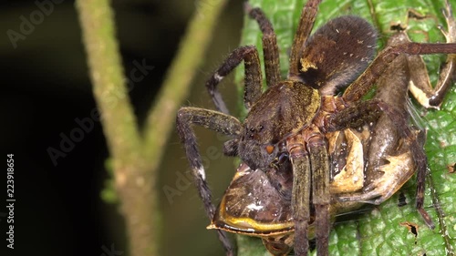 A large wandering spider (family Ctenidae) feeding on a Spix's Horned Treefrog (Hemiphractus scutatus) in the rainforest at night in the Ecuadorian Amazon.