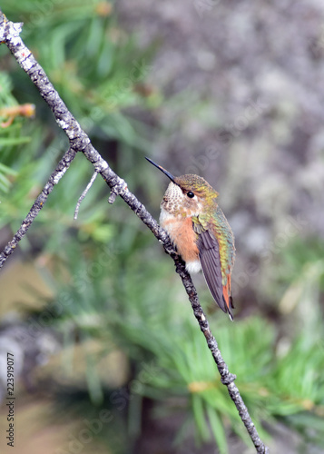Broad-Tailed Hummingbird photo