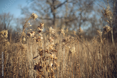 Beautifully textured field of dried goldenrod in a savanna on a cold sunny winter day