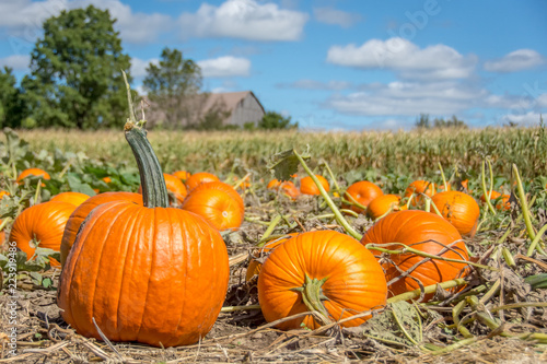 A farm field full of large ripe bright organic orange pumpkins, with selective focus, ready for autumn harvest, Thanksgiving season and jack o'lanterns for the Halloween holiday. 