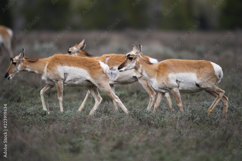 pronghorn antelope pronghorn antelope