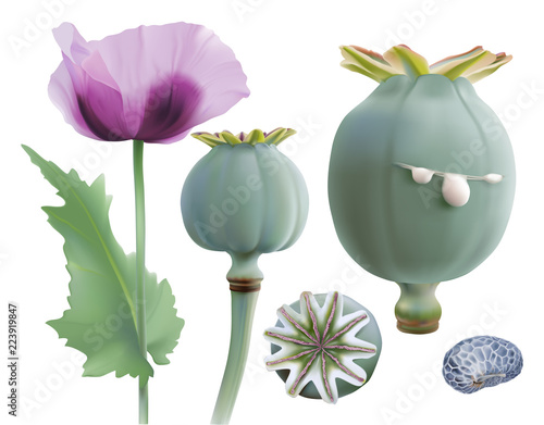 Opium poppy, Papaver somniferum. 
Hand drawn realistic vector illustration of purple poppy flower, green seed pods, and blue poppy seed on white background.
