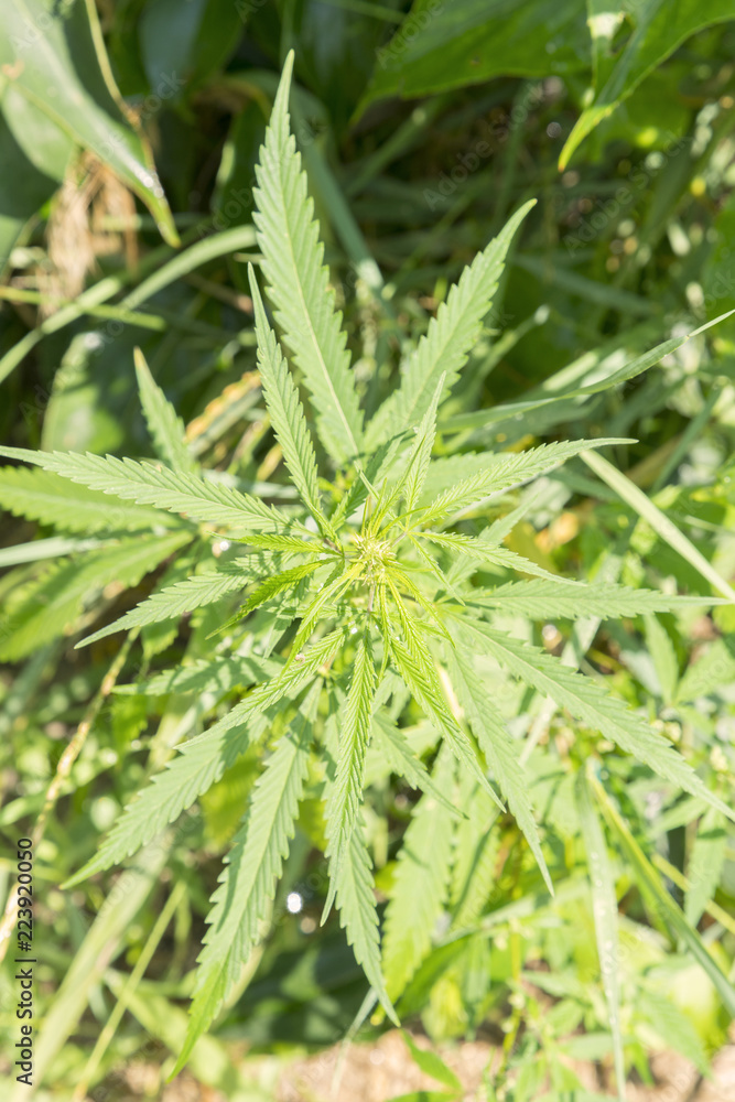 The marijuana bush under the sun's rays. vertical photo The marijuana bush under the sun's rays. vertical photo