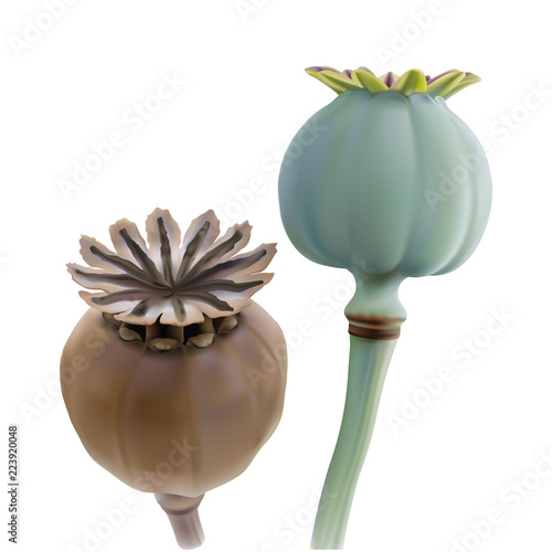 Opium poppy, Papaver somniferum. 
Hand drawn realistic vector illustration of green and dry seed pods on white background.
