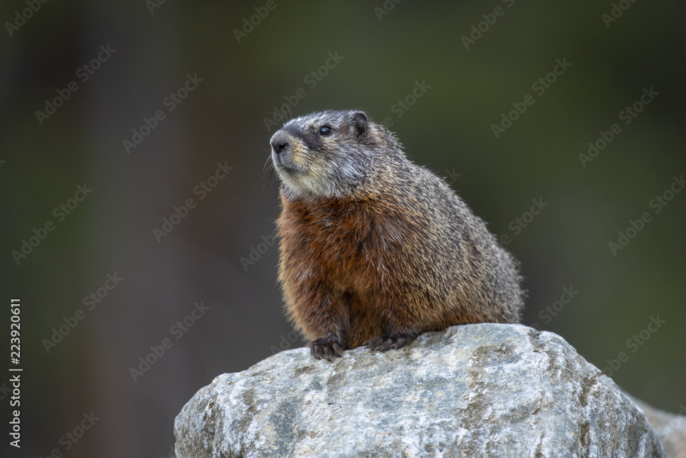 Yellow-bellied Marmot Yellow-bellied Marmot