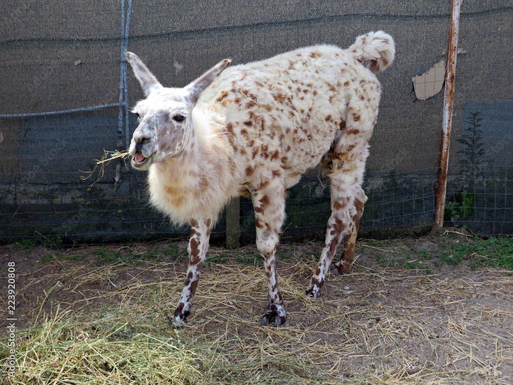 Fototapeta premium Lama at the zoo eating hay