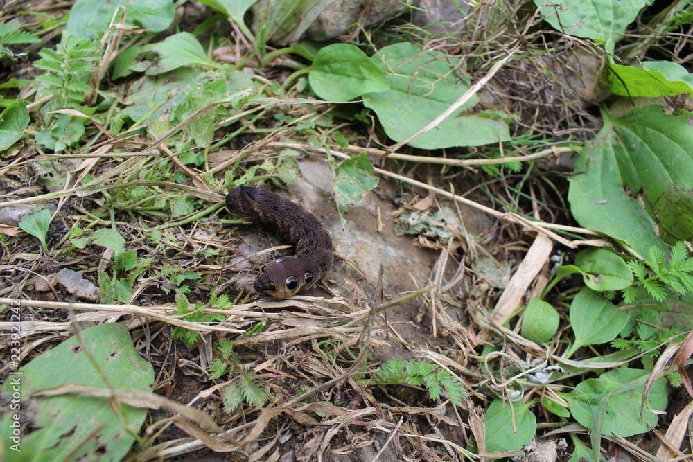 Photo black caterpillar crawling on brown ground among the rocks and grass in the summer. Photo black caterpillar crawling on brown ground among the rocks and grass in the summer.