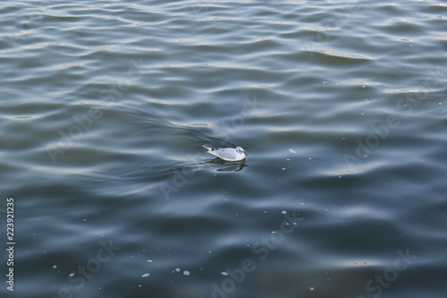 Lake. Seagull on water.