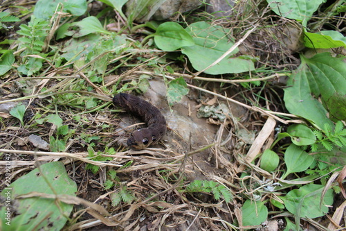 Photo black caterpillar crawling on brown ground among the rocks and grass in the summer.