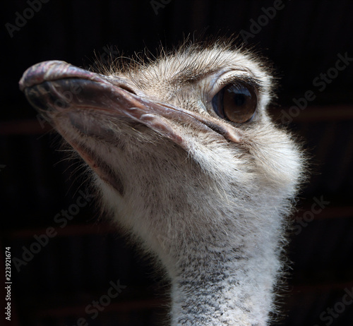 Common ostrich (Struthio camelus L.) portrait at an agricultural show