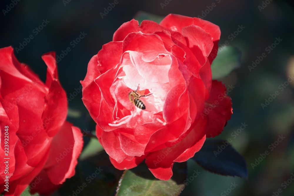 Obraz premium rose, flower, nice, red, bee, beautiful, garden