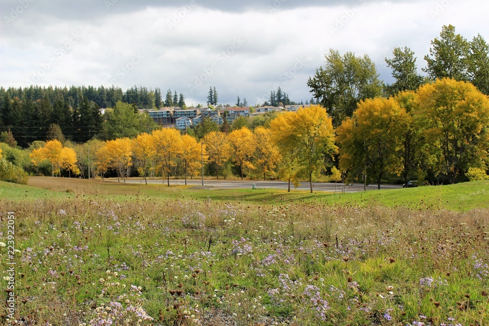 A panoramic view of fall color trees with flowers blooming in a meadow