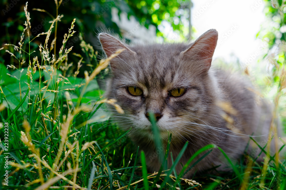 domestic cat outside in the field