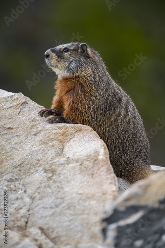 Yellow-bellied Marmot