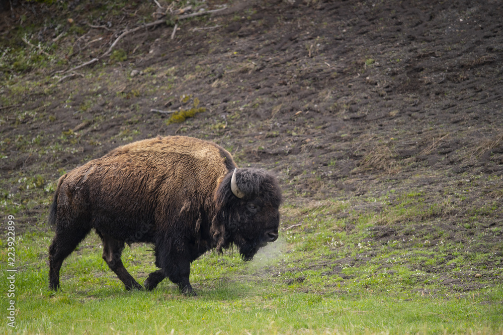 bison (Bison bison), Hayden Valley, Yellowstone NP, Wyoming bison (Bison bison), Hayden Valley, Yellowstone NP, Wyoming