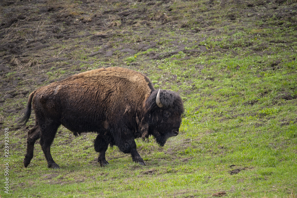 bison (Bison bison), Hayden Valley, Yellowstone NP, Wyoming bison (Bison bison), Hayden Valley, Yellowstone NP, Wyoming