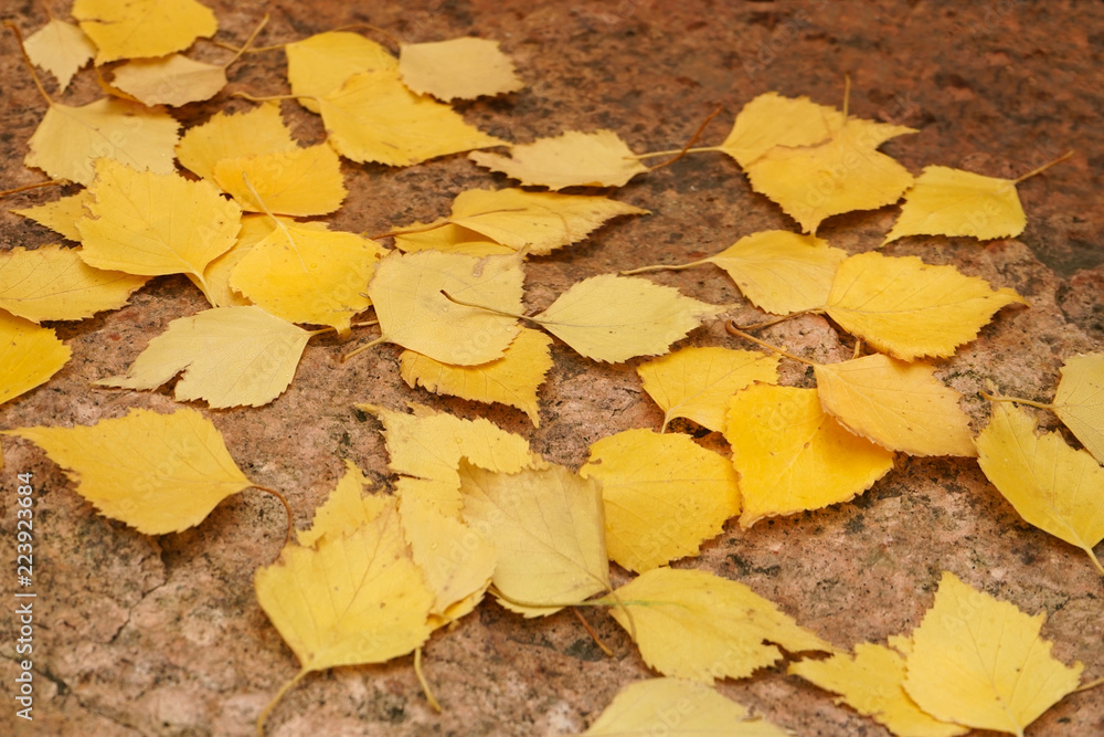 Yellow birch leaves Autumn background.