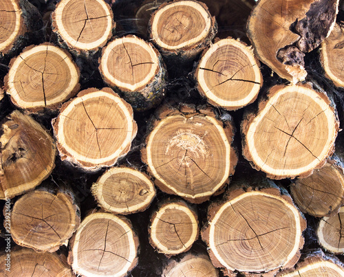 the masonry of round logs  sawn and folded in a pile  lit by the sun  on the street  thin and thick 