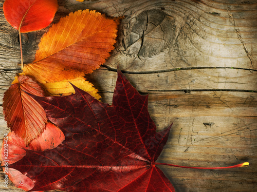 Autumn background, leaf fall, fall of the leaf