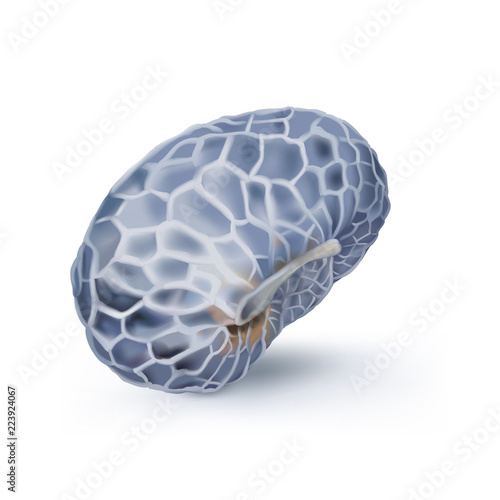 Poppy seeds, Papaver somniferum. 
Hand drawn realistic vector illustration of a blue poppy seed on white background.