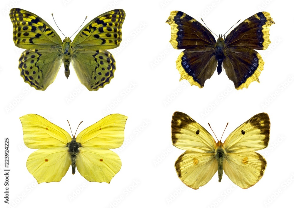 butterfly set butterfly set