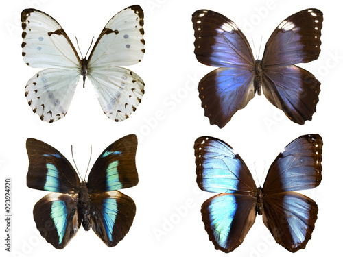 butterfly set