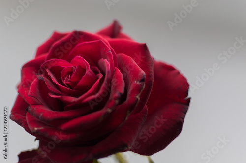 Old rose