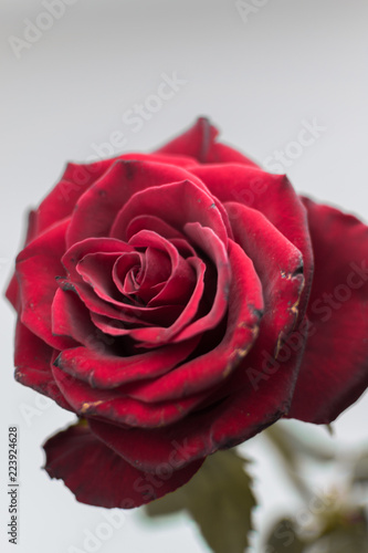 Old rose