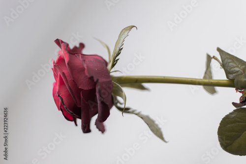 Old rose