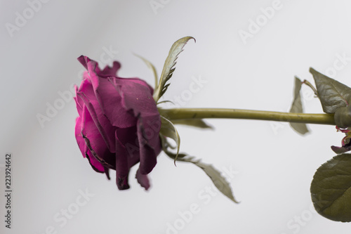 Old rose
