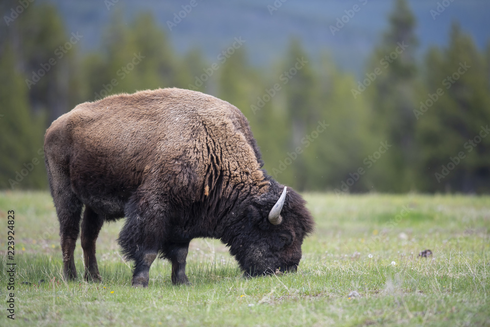 bison (Bison bison), Yellowstone NP, Wyoming bison (Bison bison), Yellowstone NP, Wyoming