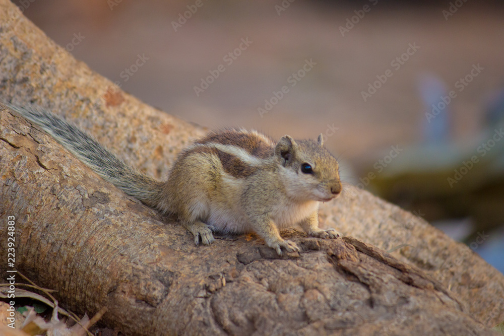 A Squirrel on the tree trunk looking curiously in its natural habitat with a nice soft green blurry background. A Squirrel on the tree trunk looking curiously in its natural habitat with a nice soft green blurry background.