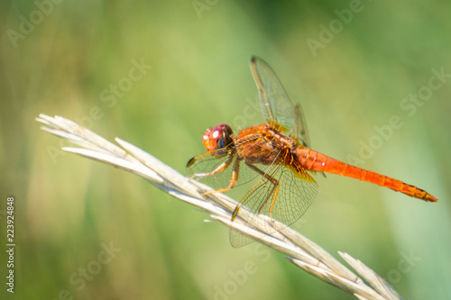 Red dragonfly resting still on grass on the camargue national park in provence