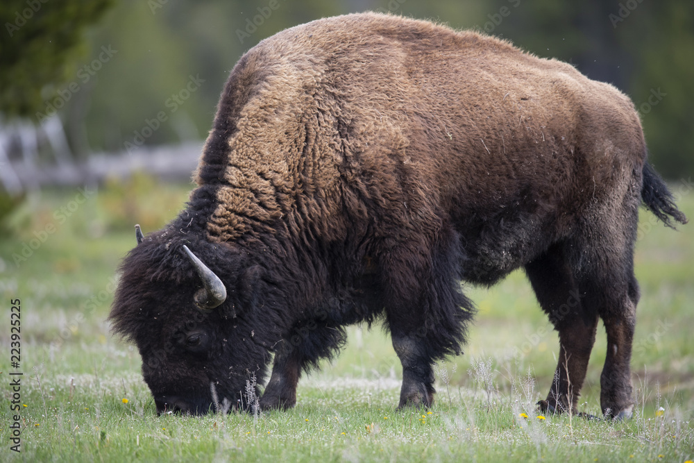 bison (Bison bison), Yellowstone NP, Wyoming bison (Bison bison), Yellowstone NP, Wyoming