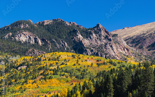 Autumn Aspen Leaves of Victor Colorado