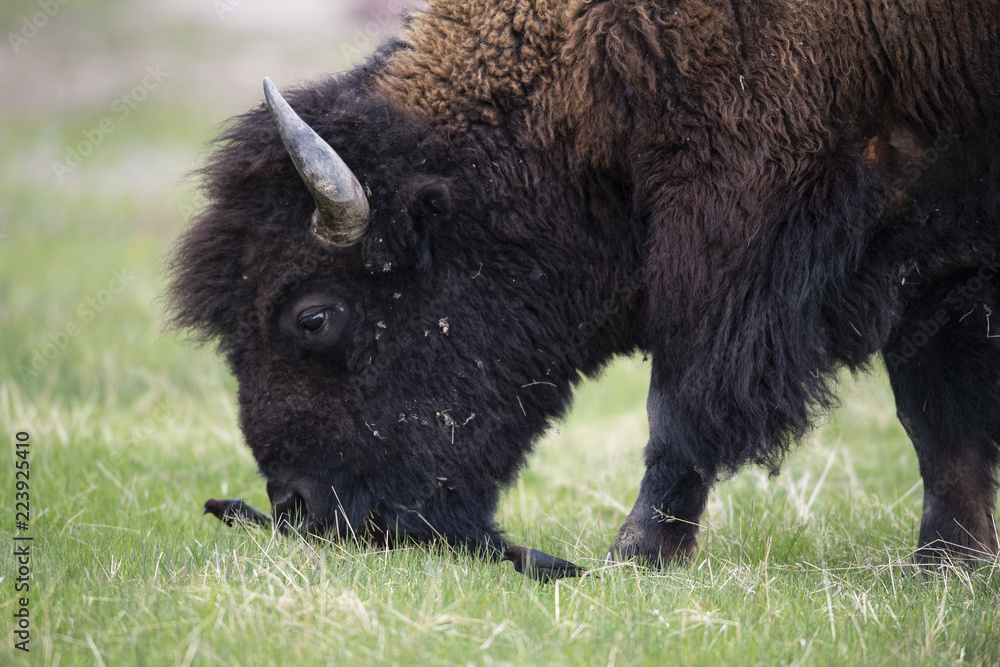 bison (Bison bison), Yellowstone NP, Wyoming bison (Bison bison), Yellowstone NP, Wyoming
